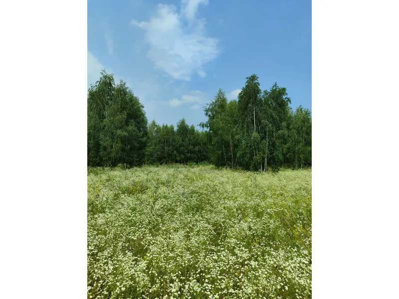 продажа земля сельскохозяйственного назначения Бородянский, Озера, 13082028 грн.  - зображення 5