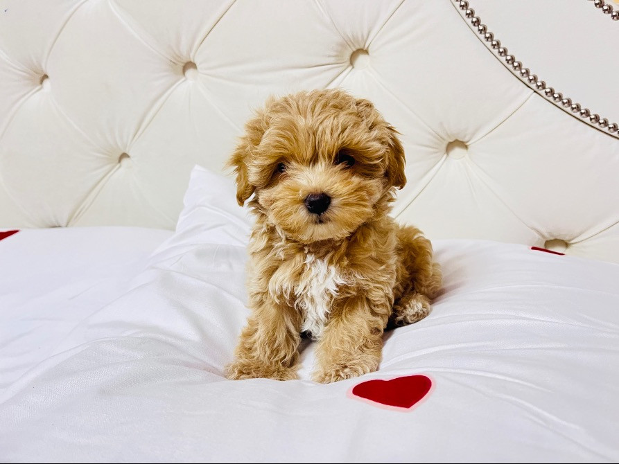 Цуцики Мальтіпу шукають сімʼю Львов - изображение 1