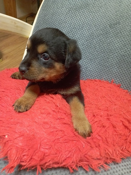 цуценята ротвейлера Київ - зображення 3