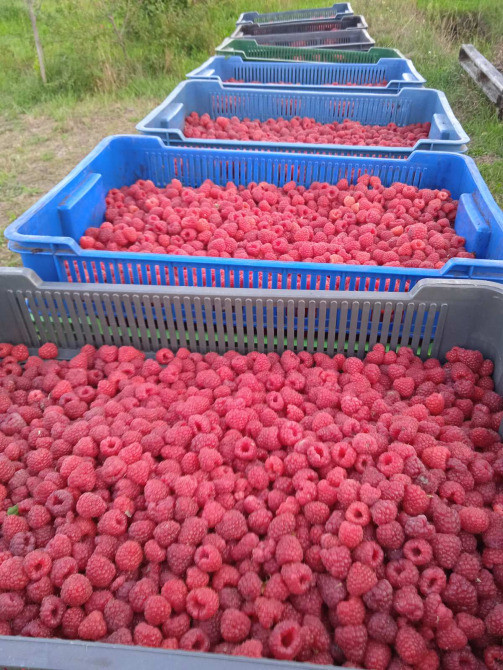 Саджанці малини ремонтантної Луцьк - зображення 4