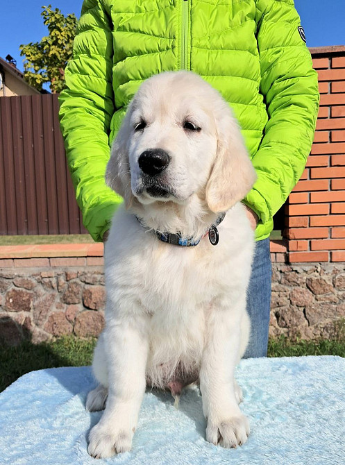 Цуценята золотистого ретрівера Ot Bahur Львів - зображення 4