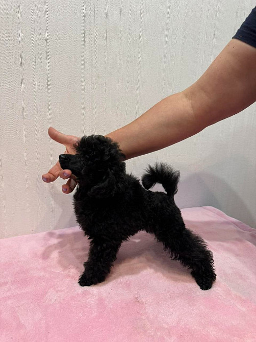 Пудель той підліток Дніпро - зображення 1