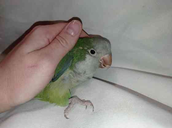 Монахи - ручные выкормыши, окрас зелёный Киев