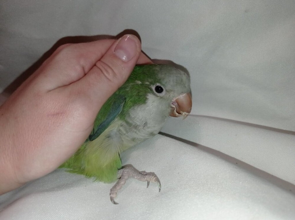 Монахи - ручные выкормыши, окрас зелёный Киев - изображение 4