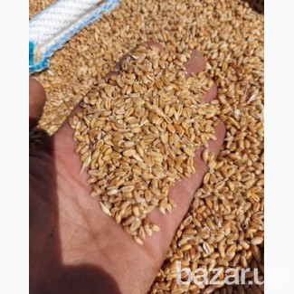 Куплю Зерновідходи. Олійні відходи. Бобові відходи Кропивницький - зображення 1