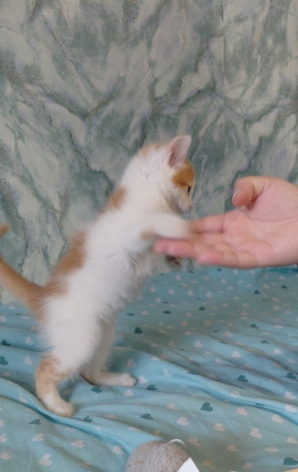 🐾 Маленькі янголятка-кошенята шукають люблячу родину 💕 Киев - изображение 3