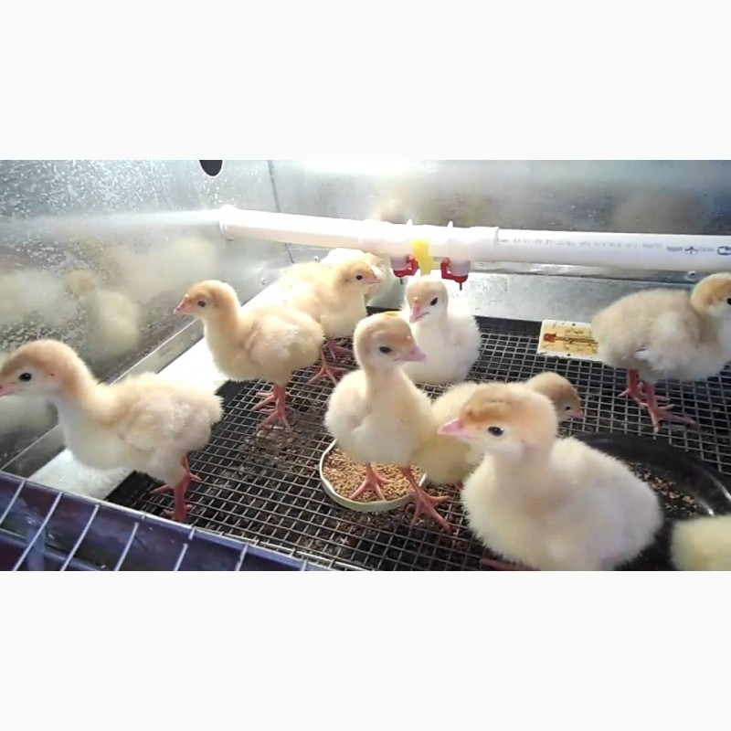 Продам подрощенных индюшат Биг 6 Зміїв - зображення 1