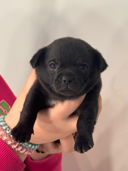 Чихуахуа Каменец-Подольский - изображение 9