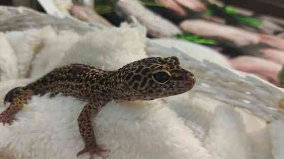 Гекони різних морф Київ