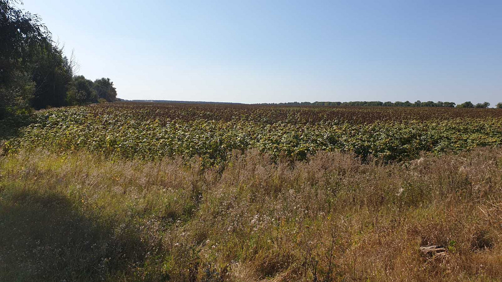 продажа земля коммерческого назначения Васильковский, Великая Солтановка, 23692000 грн.  - зображення 3
