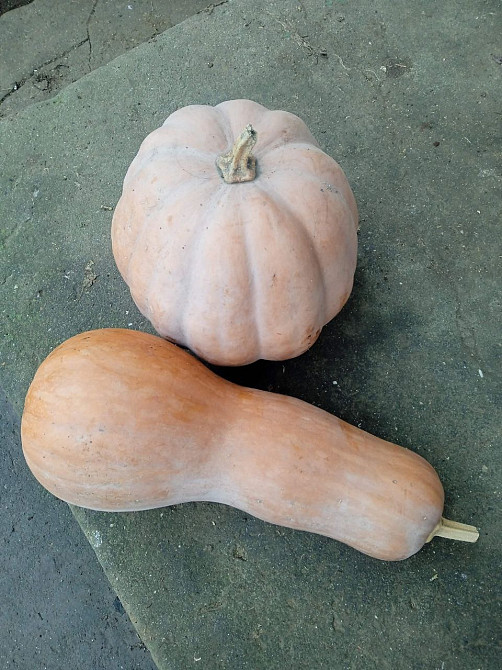 Продам кабак столовый Овідіополь - зображення 1