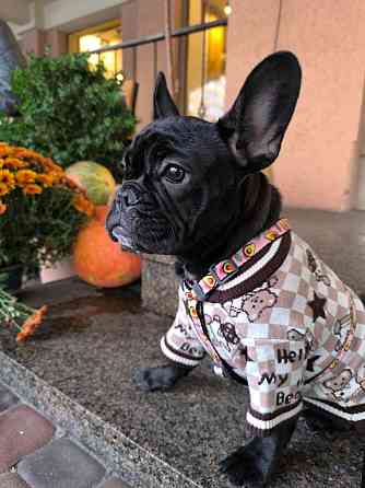 Продам цуценя французький бульдог КСУ з документами Киев