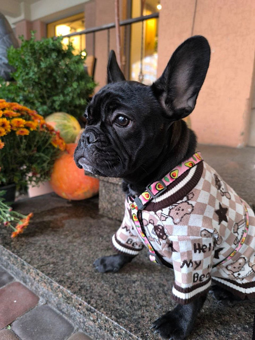 Продам цуценя французький бульдог КСУ з документами Киев - изображение 1