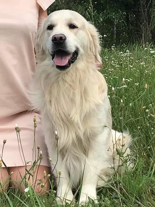 Щенки золотистого ретривера Ot Bahur Киев - изображение 4