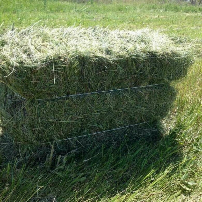 Продам сіно в тюках Вінниця - зображення 1