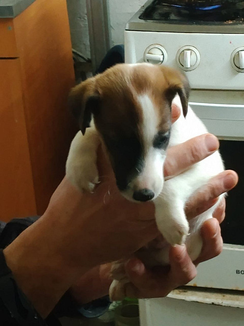 Цуценята гладкошерстого фокстер’єра Белая Церковь - изображение 12