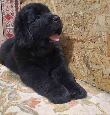 Ньюфаундленд цуценята КСУ- FCI Херсон