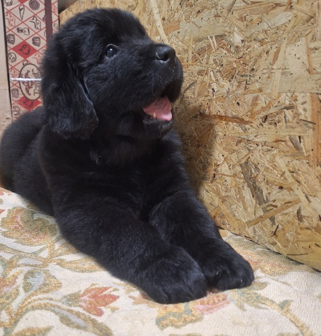 Ньюфаундленд цуценята КСУ- FCI Херсон - зображення 2