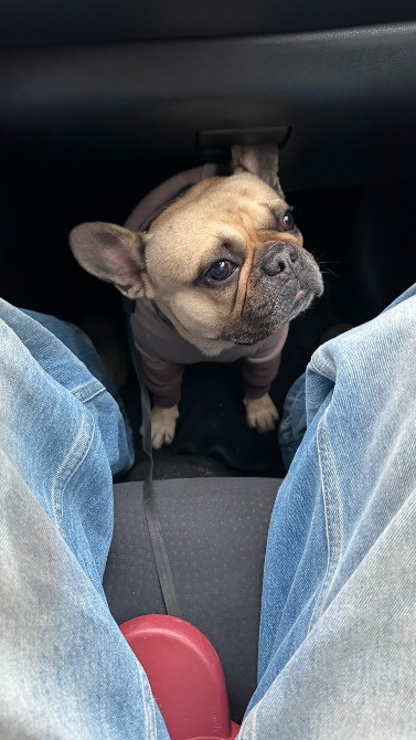 Французький бульдог Оскар Французький бульдог Оскар Французький бульдог ОскарЗображення Опис Пропон Тернополь - изображение 2