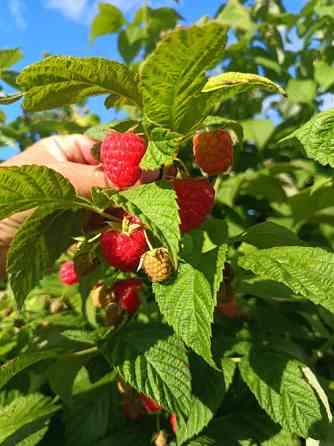 Саджанці малини ремонтантної Луцьк