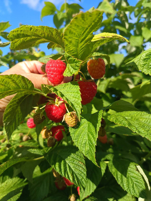 Саджанці малини ремонтантної Луцьк - зображення 4