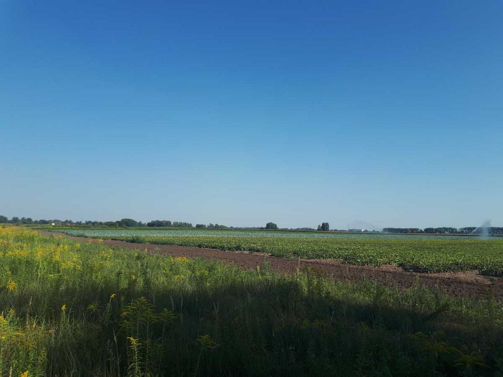 продажа земля сельскохозяйственного назначения Бориспольский, Сеньковка, 1302000 грн.  - изображение 2