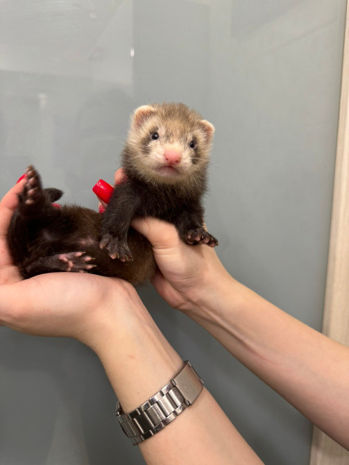 Декоративний тхір Київ - зображення 2