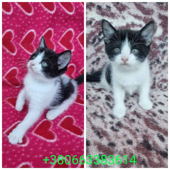 Отдам котят безплатно Днепр - изображение 4