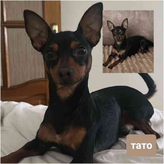 Той те'рєр щеннята Львів