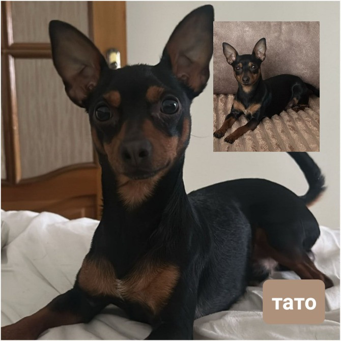 Той те'рєр щеннята Львів - зображення 1