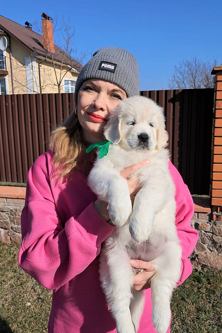 Цуценята золотистого ретрівера Вінниця - зображення 1