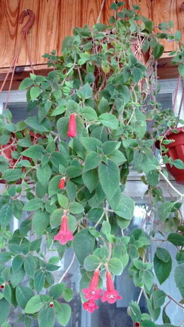 Колерия astarte цветущая с горшком Киев - изображение 8