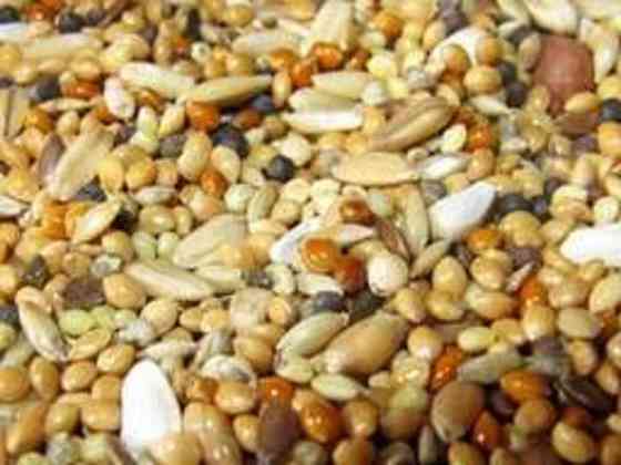 Купуємо зерновідходи, некондицію побічний продукт Днепр