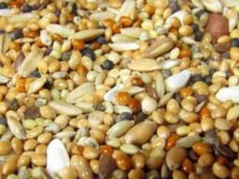 Купуємо зерновідходи, некондицію побічний продукт Днепр - изображение 1