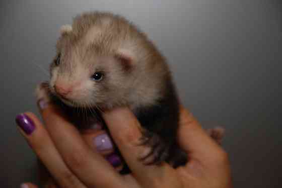 Декоративные хорьки. Окрас барсук Київ