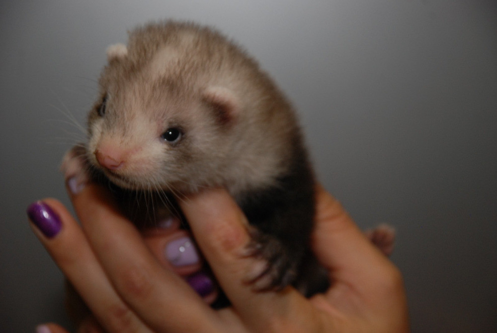 Декоративные хорьки. Окрас барсук Киев - изображение 4