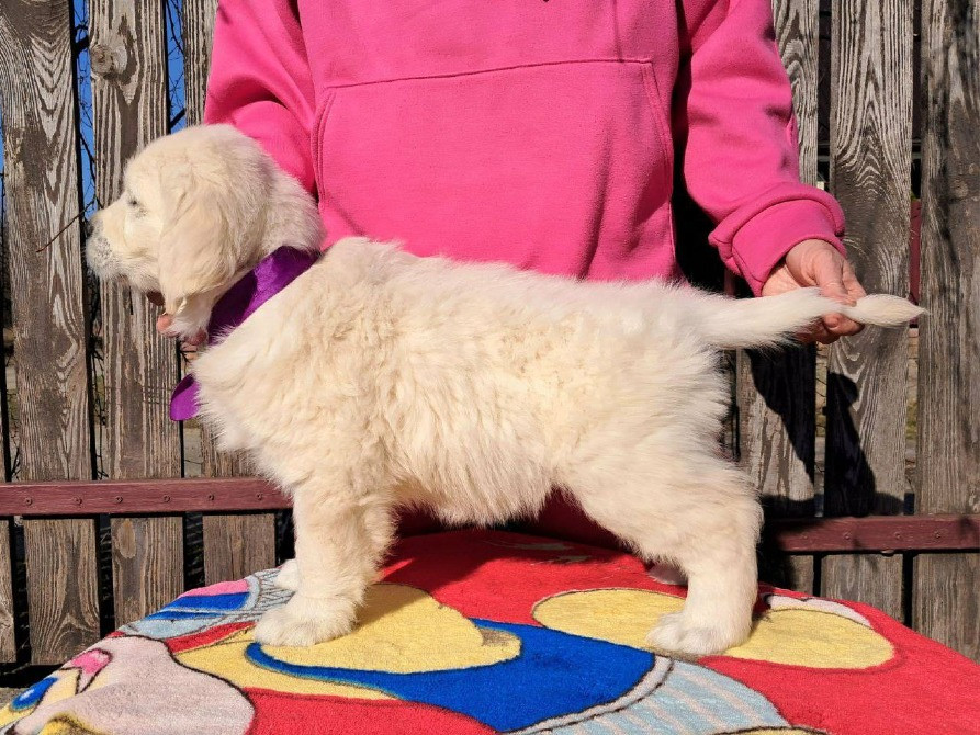 Цуценята золотистого ретривера Львов - изображение 4