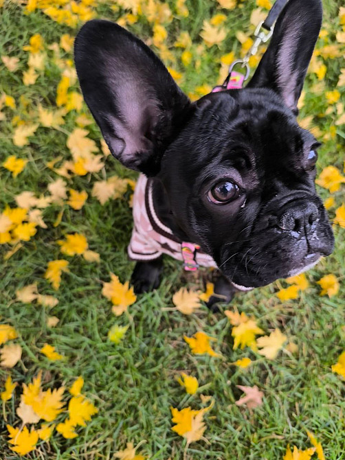 Продам цуценя французький бульдог КСУ з документами Киев - изображение 2