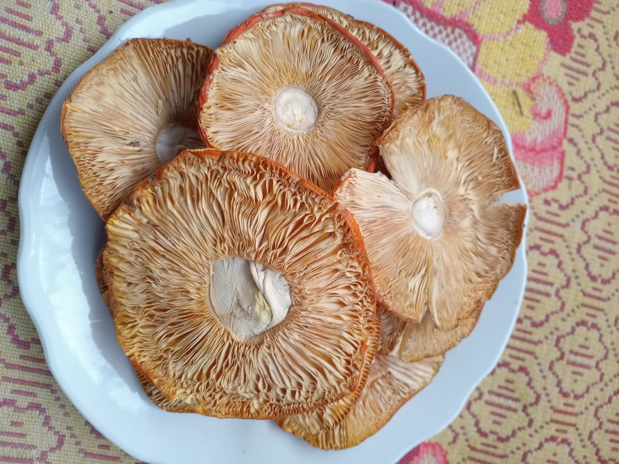 Шляпки червоного мухомора, 1 сорт. Овруч - изображение 7