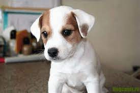 Джек Рассел тер'єр цуценята Київ - зображення 2