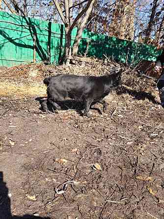 Продам дорослу німецьку вівчарку Киев