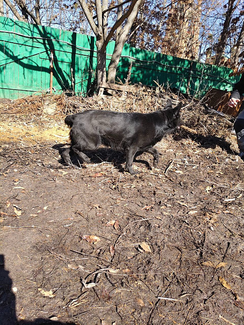 Продам дорослу німецьку вівчарку Киев - изображение 6