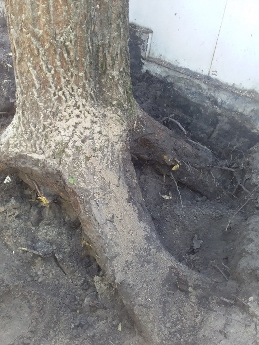 Видалення дерев,кущів,порізка дров,корчування пеньків. Київ - зображення 4