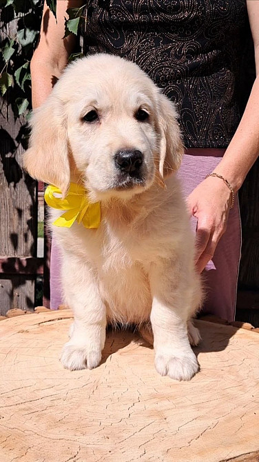 Цуценята золотистого ретрівера Київ - зображення 1