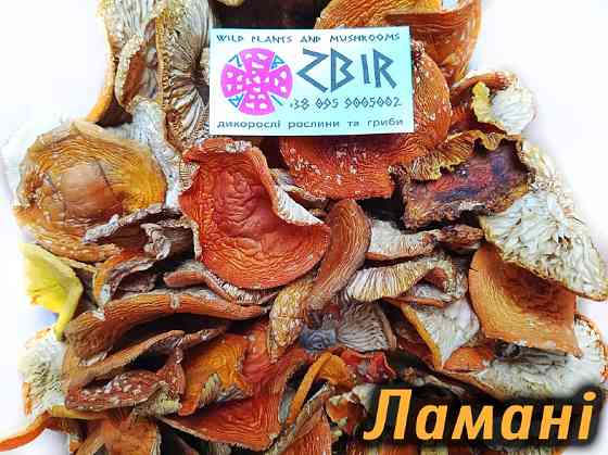 Мухомор ЧЕРВОНИЙ (Amanita Muscaria), сушені капелюшки. Сезон 2025. Полтава