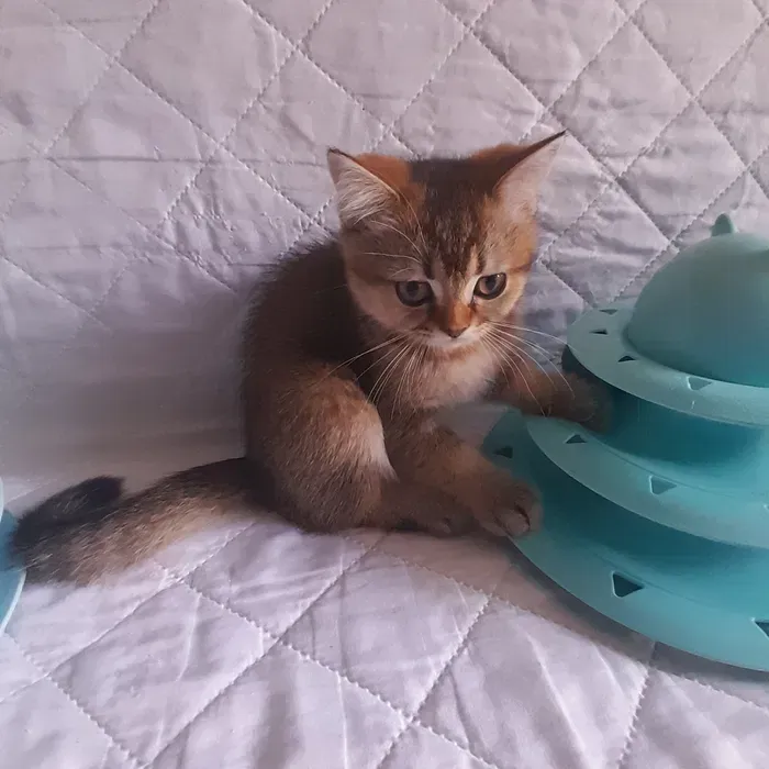 Вінниця.Продаються чарівні кошенята скоттиш-страйт від породистих батьків Вінниця - зображення 3