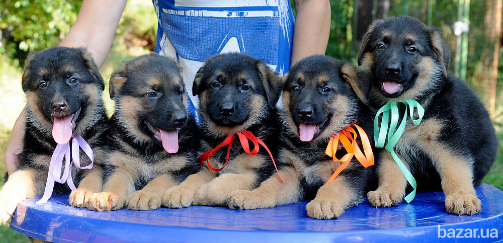 Німецька вівчарки. Розплідник. Кобелі та суки. Київ - зображення 2
