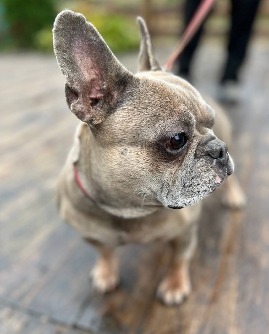 Французький бульдог Полтава - зображення 3