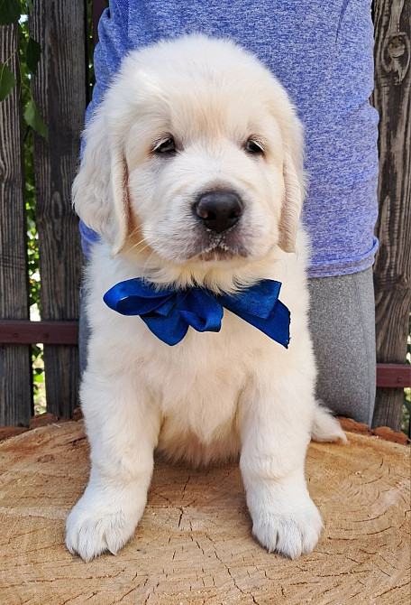 Золотистого ретрівера цуценята Ot Bahur Львов - изображение 1