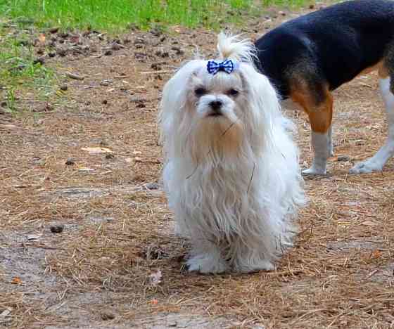 В зв’язку з від’їздом за кордон терміново продається мальтезе клуб КСУ FCI Київ